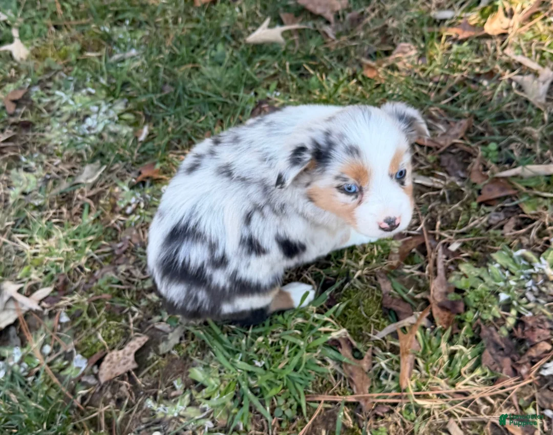 Australian Shepherd dogs for sale: Cupcake - Ad 7