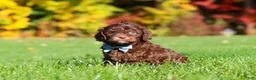 Cavapoo dogs for sale: Rusty - Ad 5