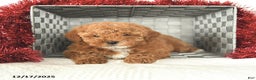 Miniature Poodle dogs for sale: Candy Cane - Ad 4