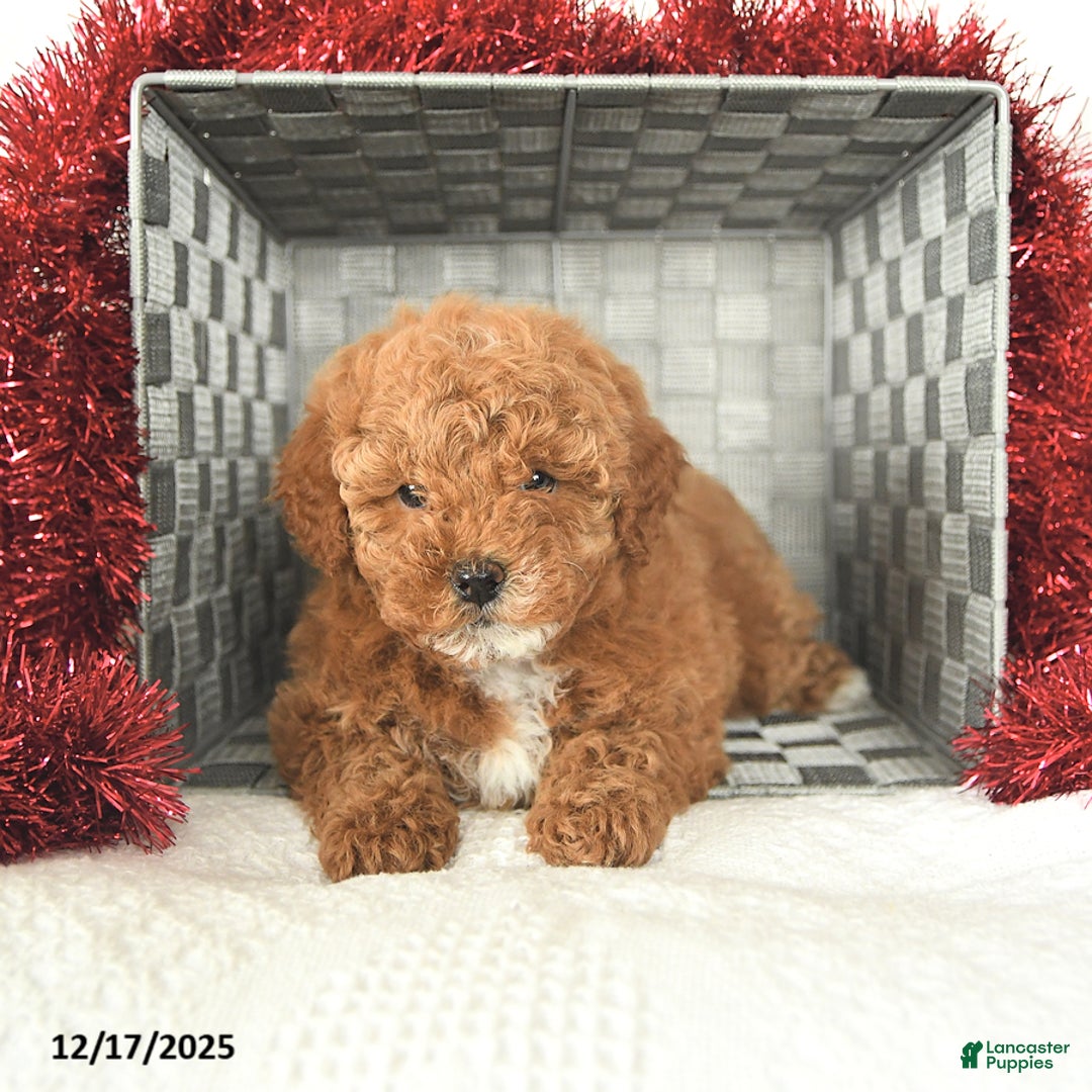 Miniature Poodle dogs for sale: Candy Cane - Ad 4