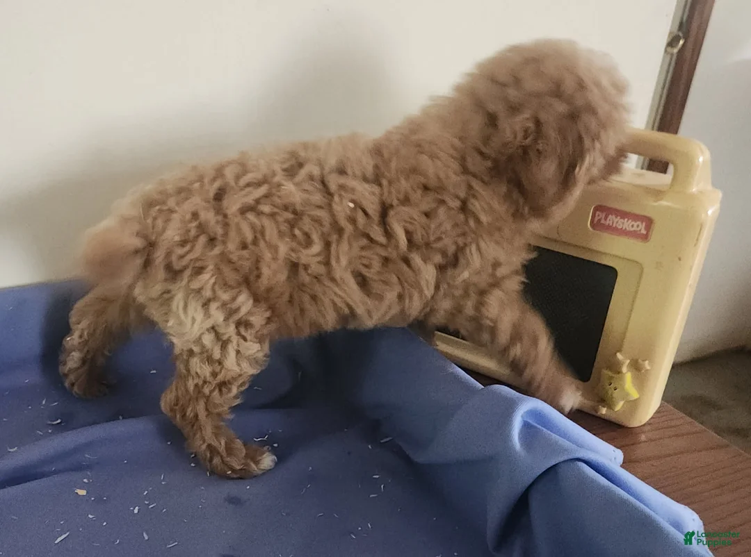 Miniature Poodle dogs for sale: Girl - Ad 4