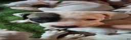 American Bulldog dogs for sale: Mckenzie  - Ad 4