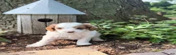 Cavapoo dogs for sale: Casper  - Ad 12