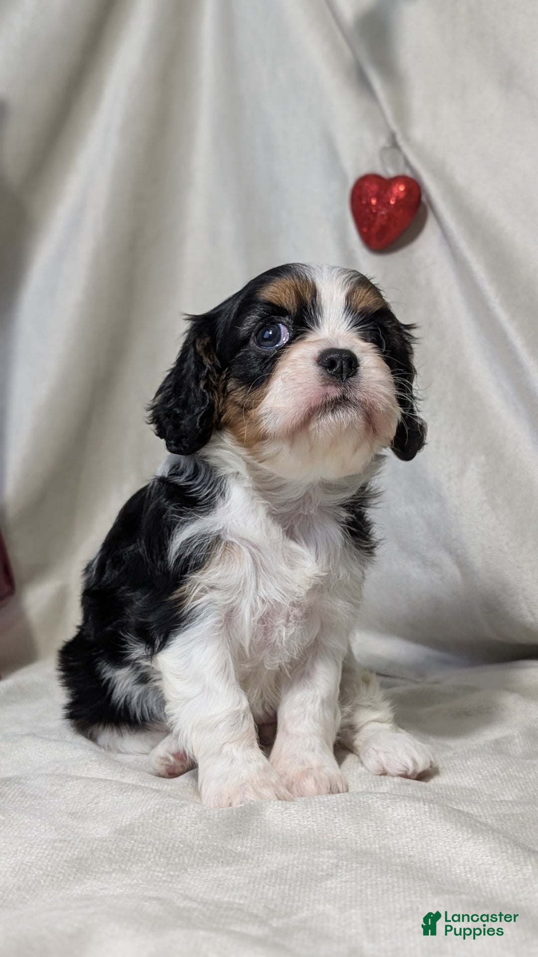Cavalier King Charles Spaniel dogs for sale: Raya - Ad 8
