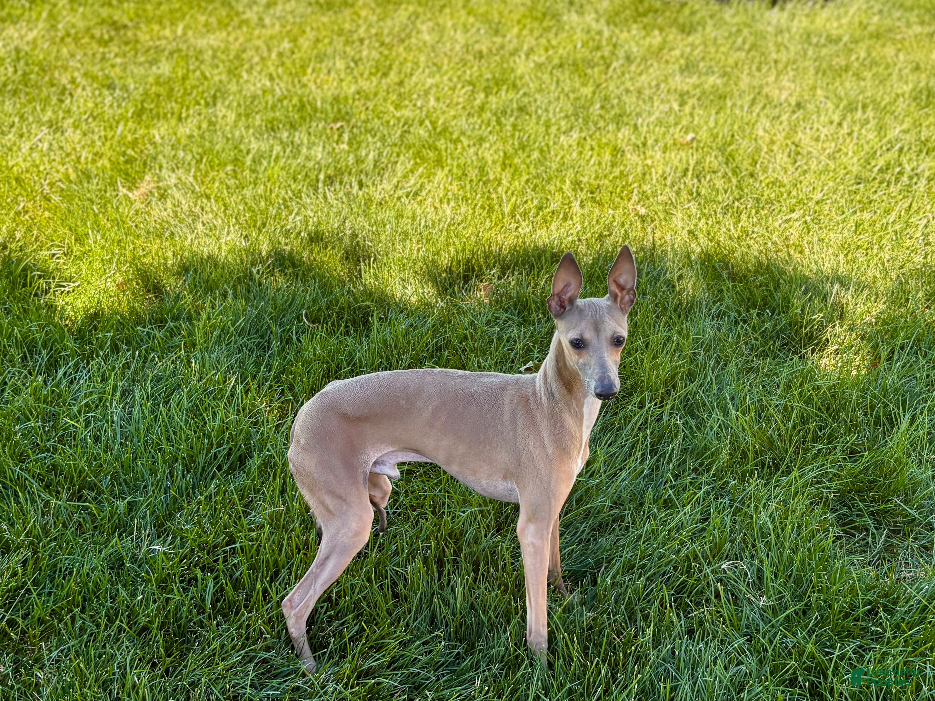 Italian Greyhound dogs Italian Greyhound Puppy 3 - Ad 1