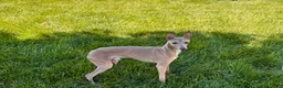 Italian Greyhound dogs for sale: Italian Greyhound Puppy 3 - Ad 1