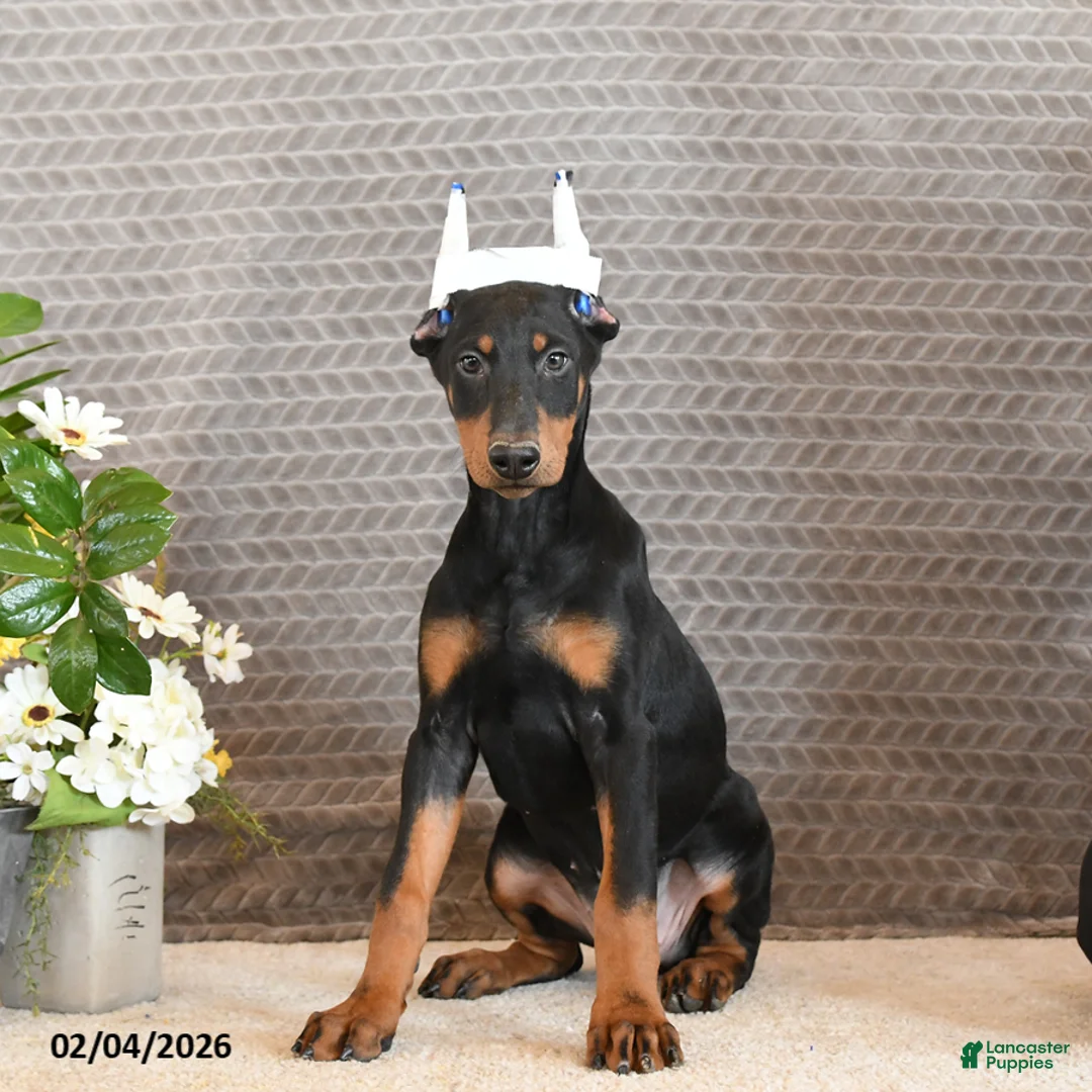 Doberman Pinscher dogs for sale: Ziva - Ad 5