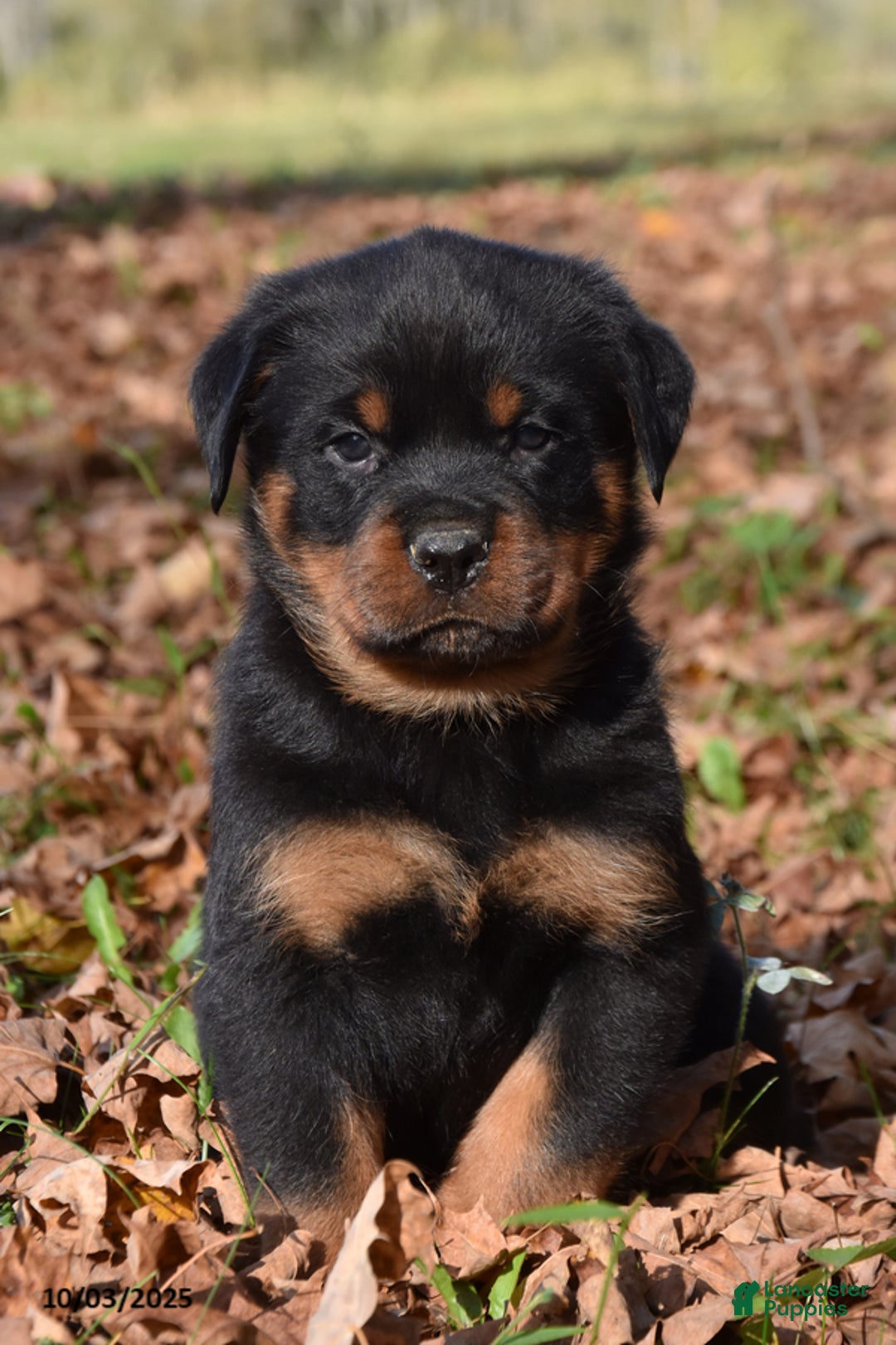 Rottweiler dogs for sale: Tank - Ad 3