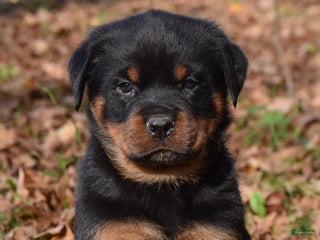 Rottweiler dogs - Ad 16
