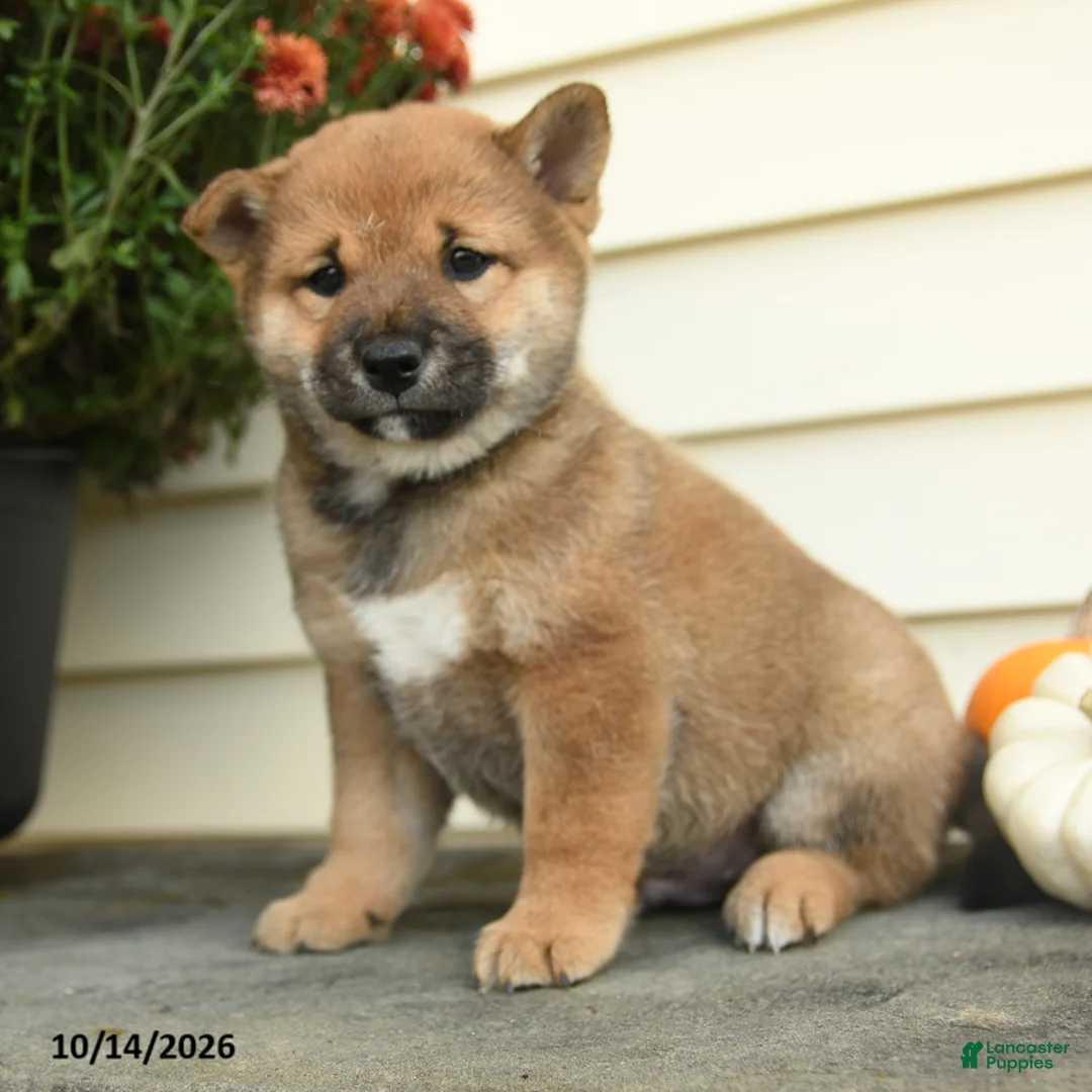 Shiba Inu dogs for sale: Lord Archibald - Ad 3