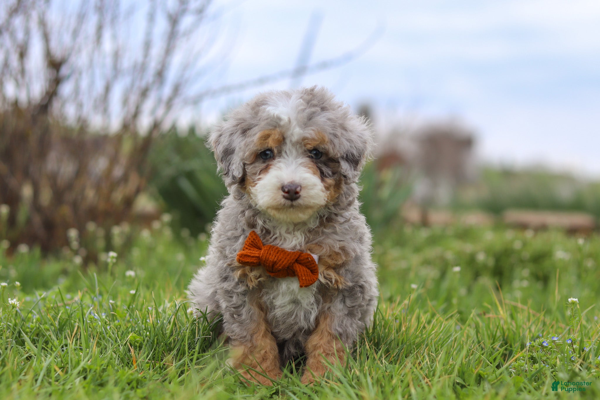 Mini Bernedoodle dogs Ace - Ad 1