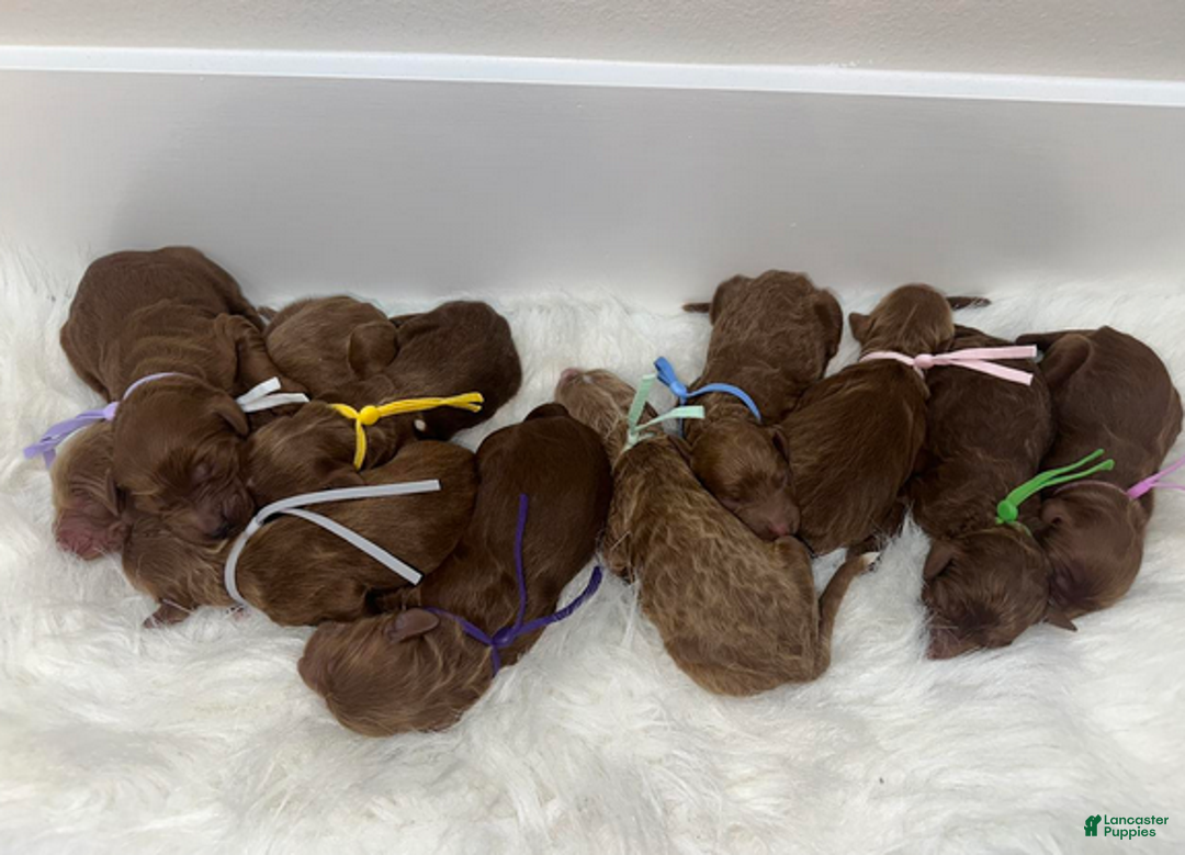 Goldendoodle dogs for sale: Girl 3 - Ad 1