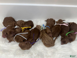 Goldendoodle dogs Girl 3 - Ad 5