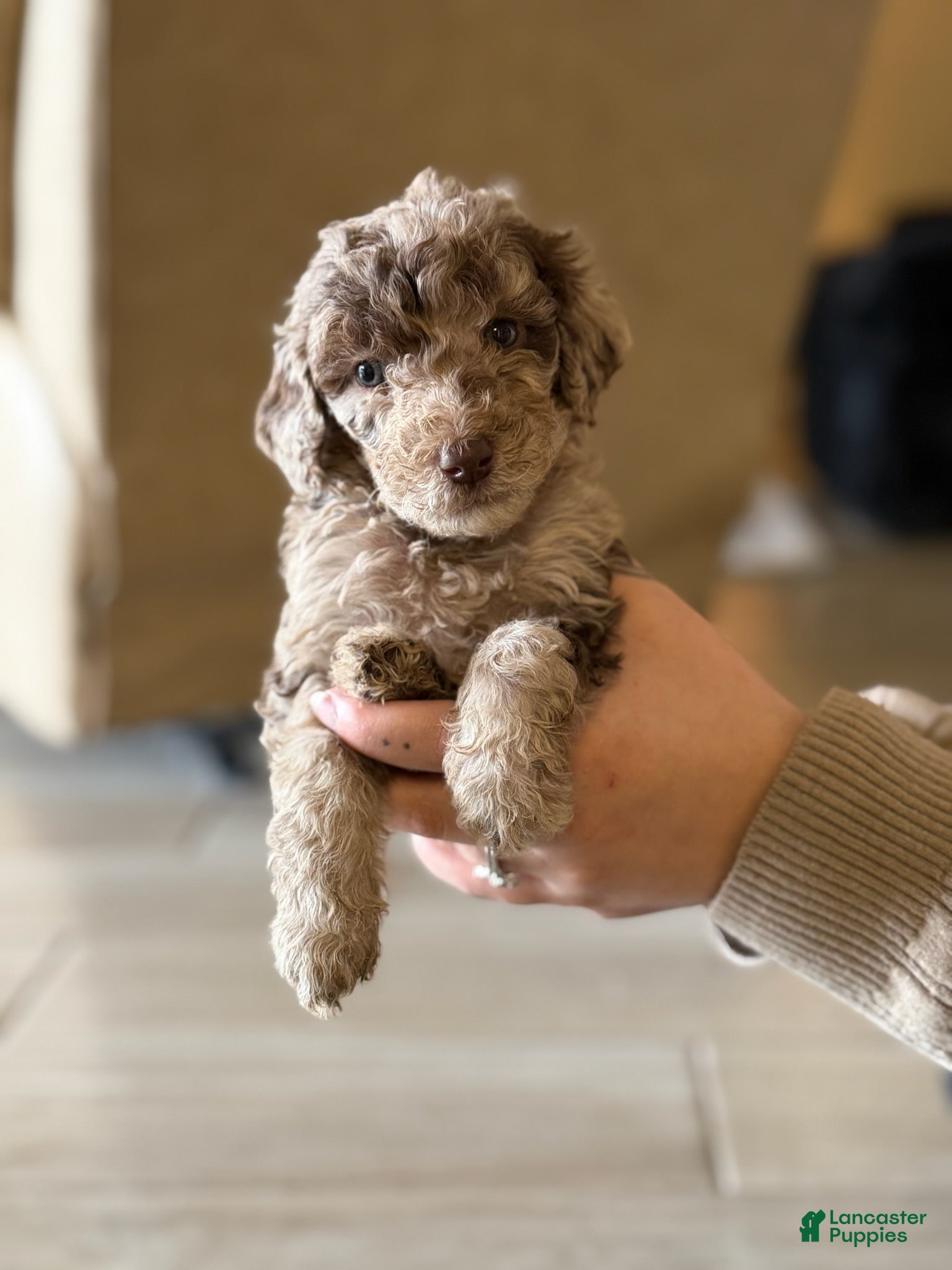 Labradoodle dogs for sale: Reese's - Ad 1