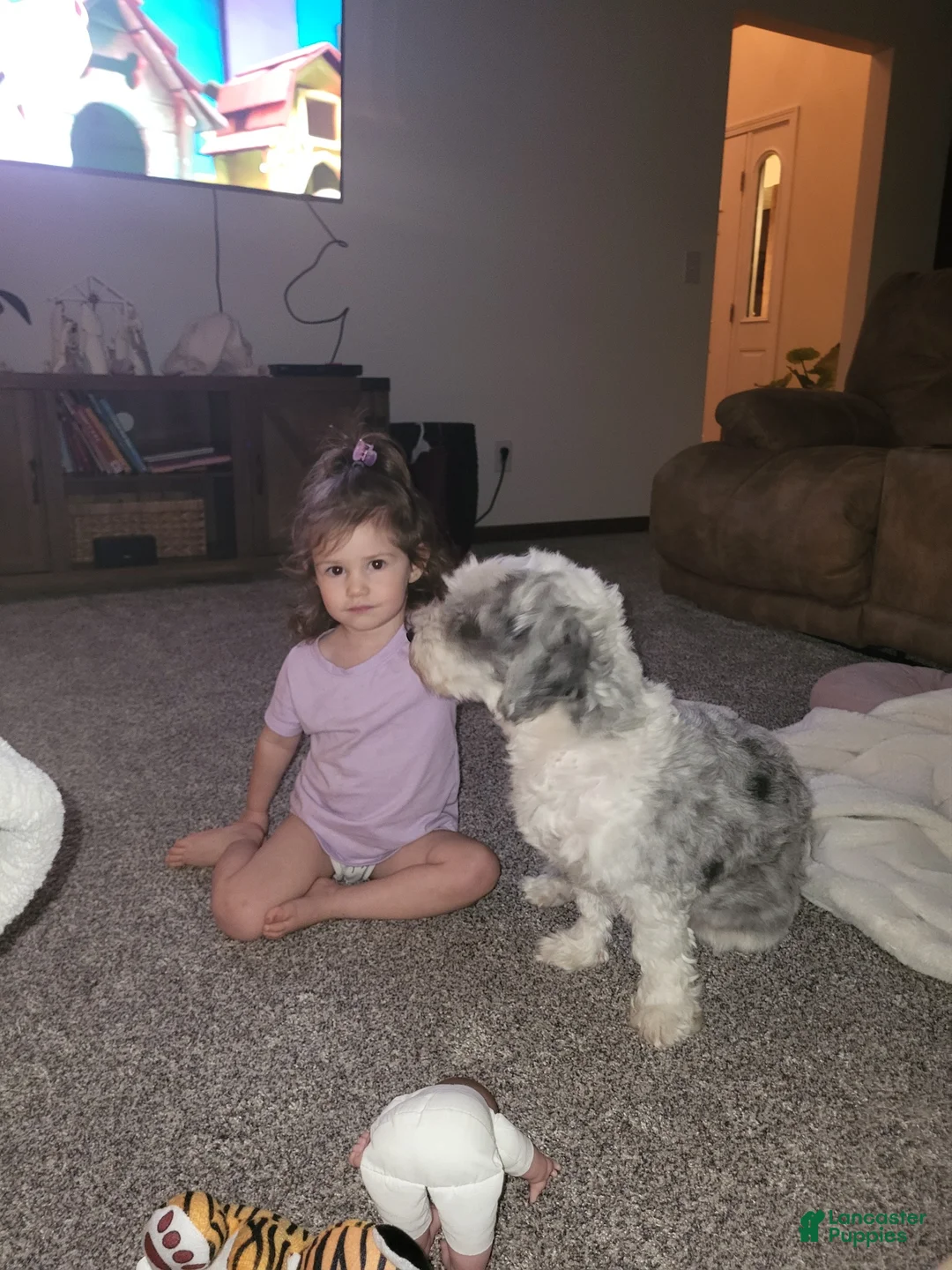 Mixed Breed dogs for sale: Ricky - Ad 15