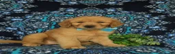 Golden Retriever dogs for sale: Roscoe - Ad 4