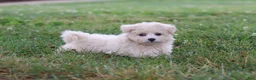 Maltipoo dogs for sale: Nora - Ad 7