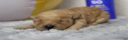 Cavapoo dogs for sale: Brittany - Ad 8