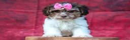 Teddy Bear dogs for sale:  Olive 🎀 - Ad 14