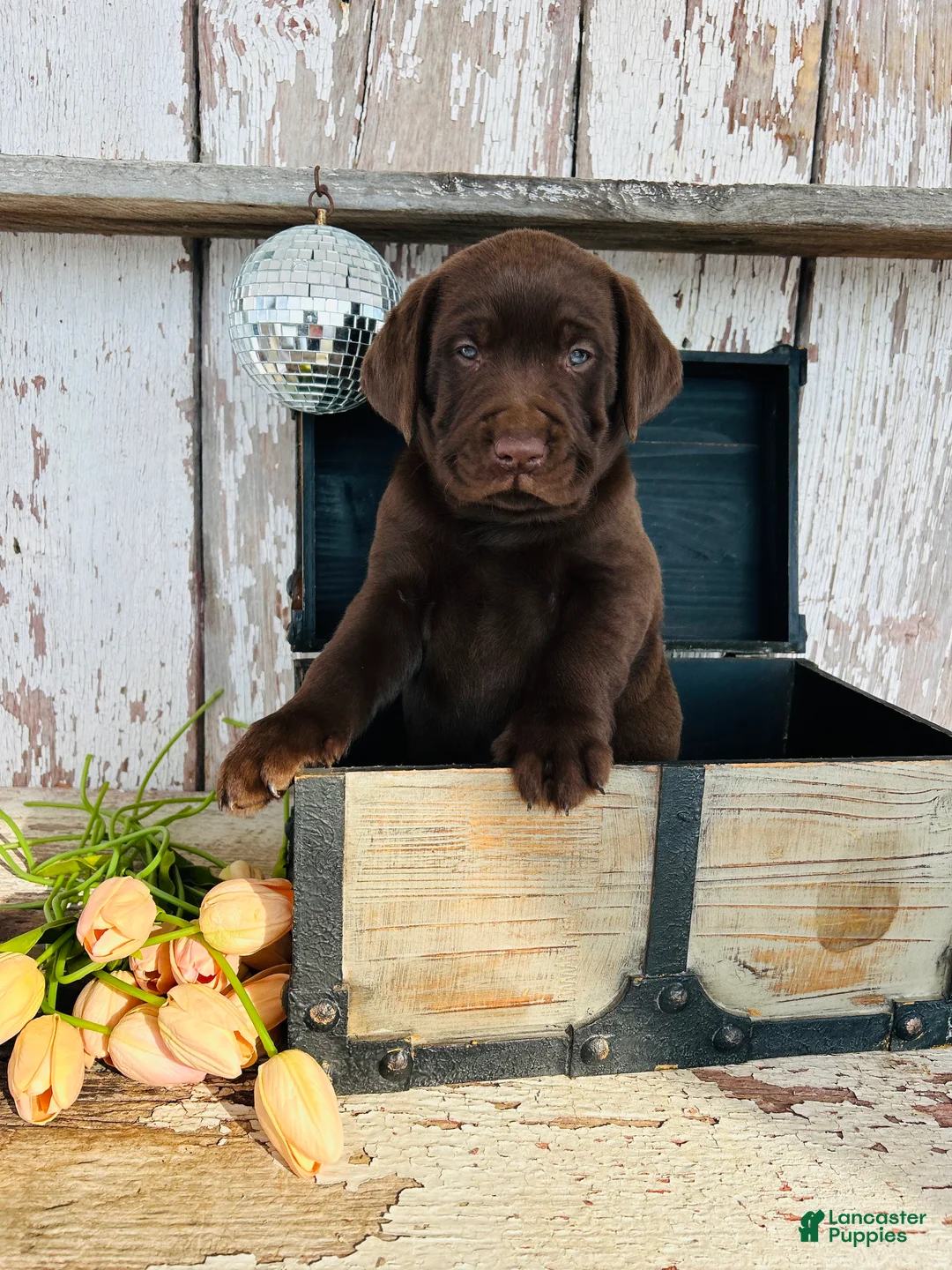Labrador Retriever dogs for sale: Dexter - Ad 5