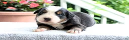 Bernese Mountain Dog dogs for sale: Kenny - Ad 2