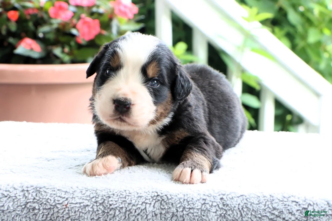 Bernese Mountain Dog dogs for sale: Kenny - Ad 2