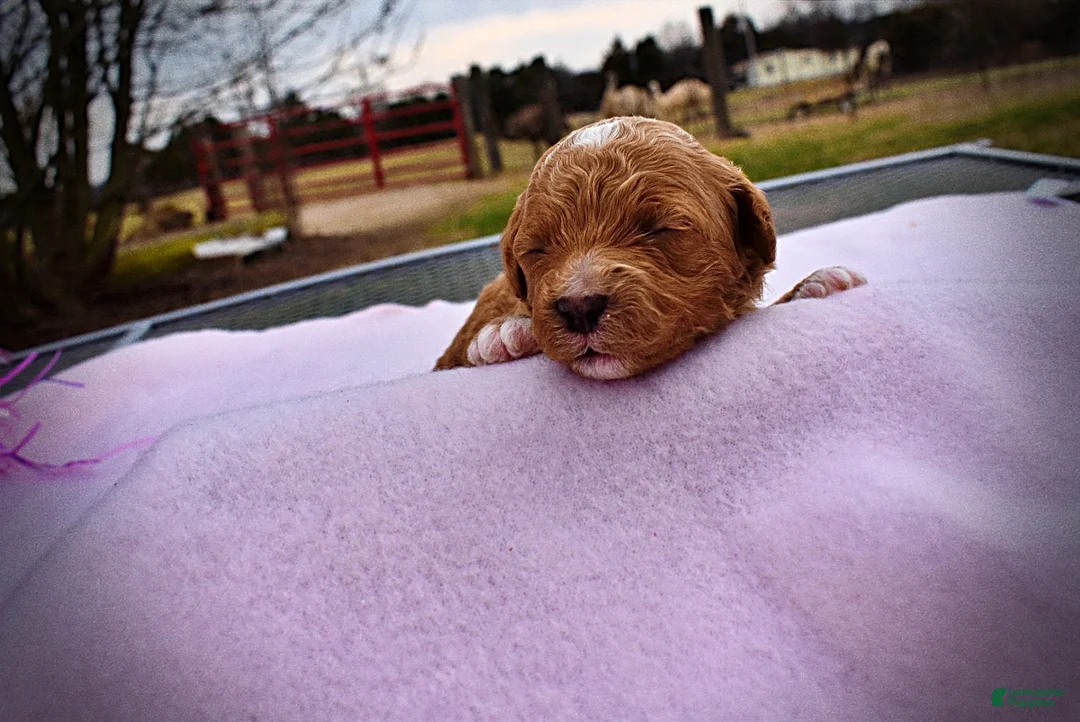 Havapoo dogs for sale: Muffin - Ad 2