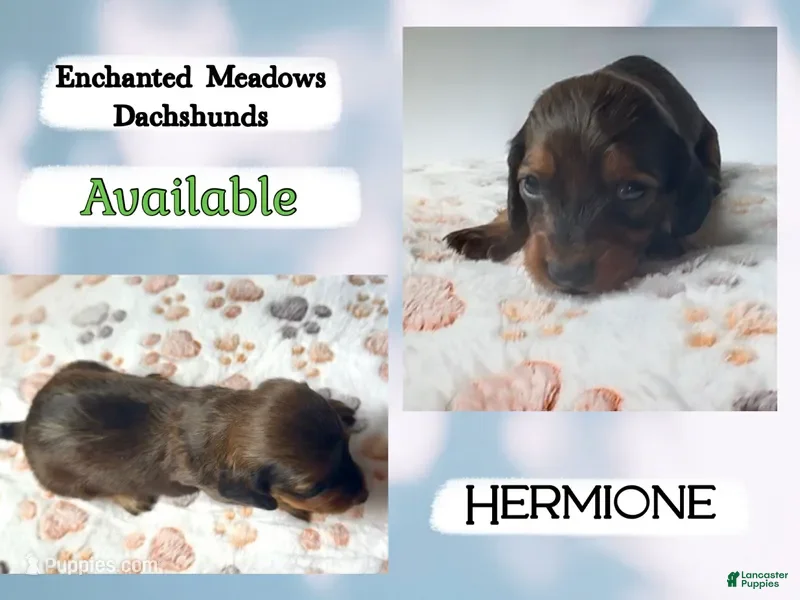 Miniature Dachshund dogs Hermione - Ad 36