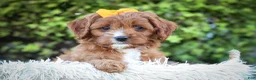 Cavapoo dogs for sale: MAXY - Ad 17
