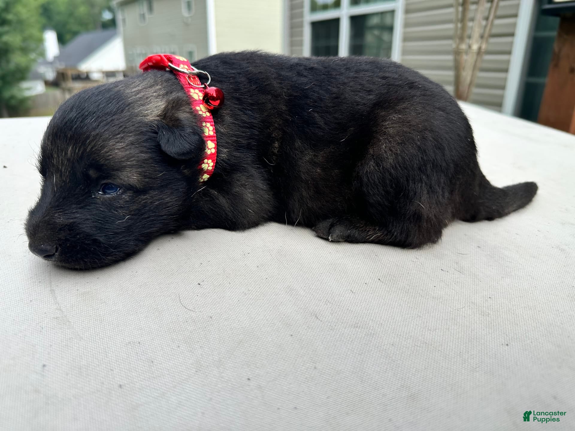 German Shepherd dogs Red Collar Sable - Ad 2