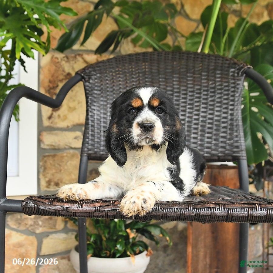 English Cocker Spaniel dogs Candy - Ad 2