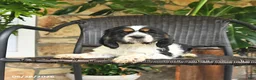 English Cocker Spaniel dogs for sale: Candy - Ad 2