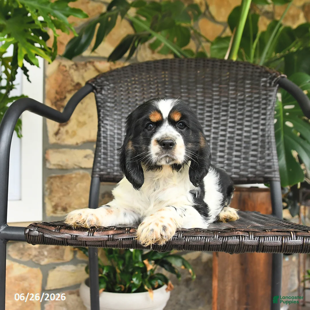 English Cocker Spaniel dogs for sale: Candy - Ad 2