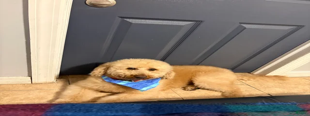 Melo 