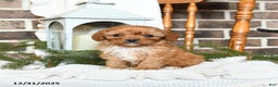 Cavapoo dogs for sale: Sophie - Ad 1