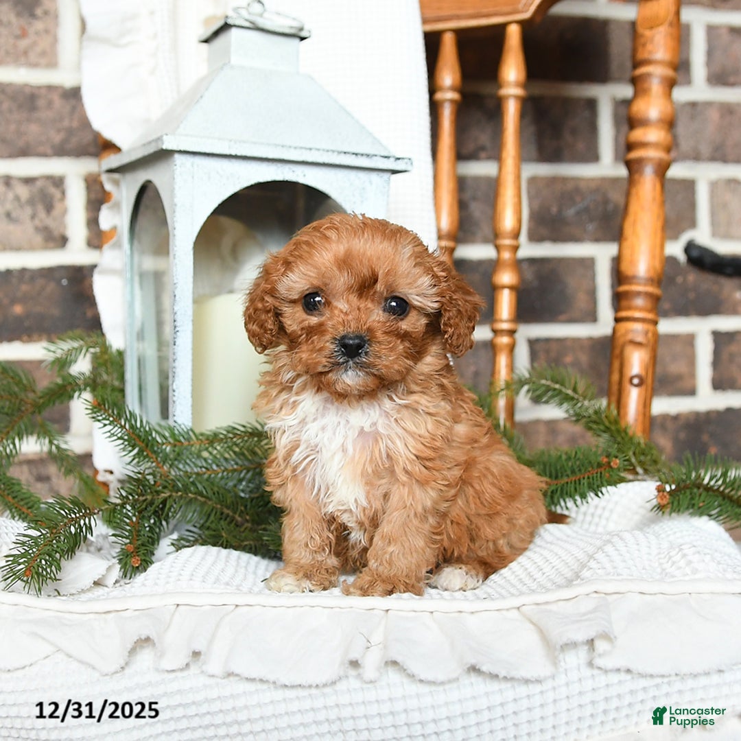 Cavapoo dogs for sale: Sophie - Ad 1