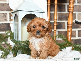 Cavapoo dogs Sophie - Ad 25