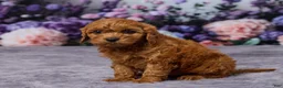 Cavapoo dogs for sale: Chewy - Ad 2