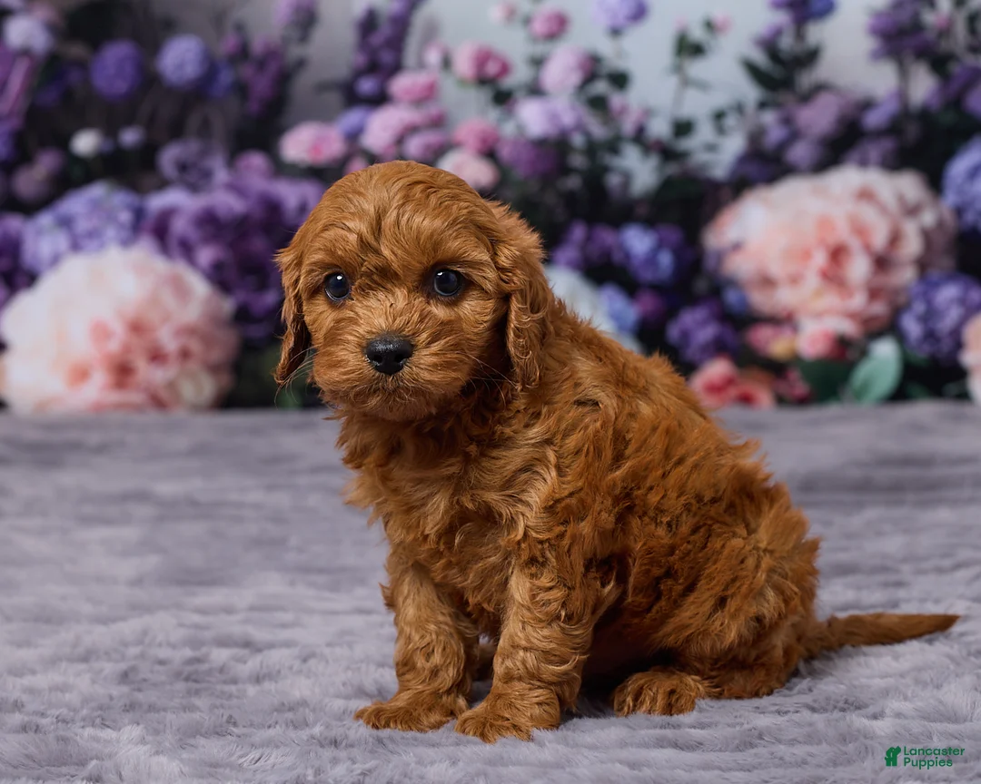 Cavapoo dogs for sale: Chewy - Ad 2