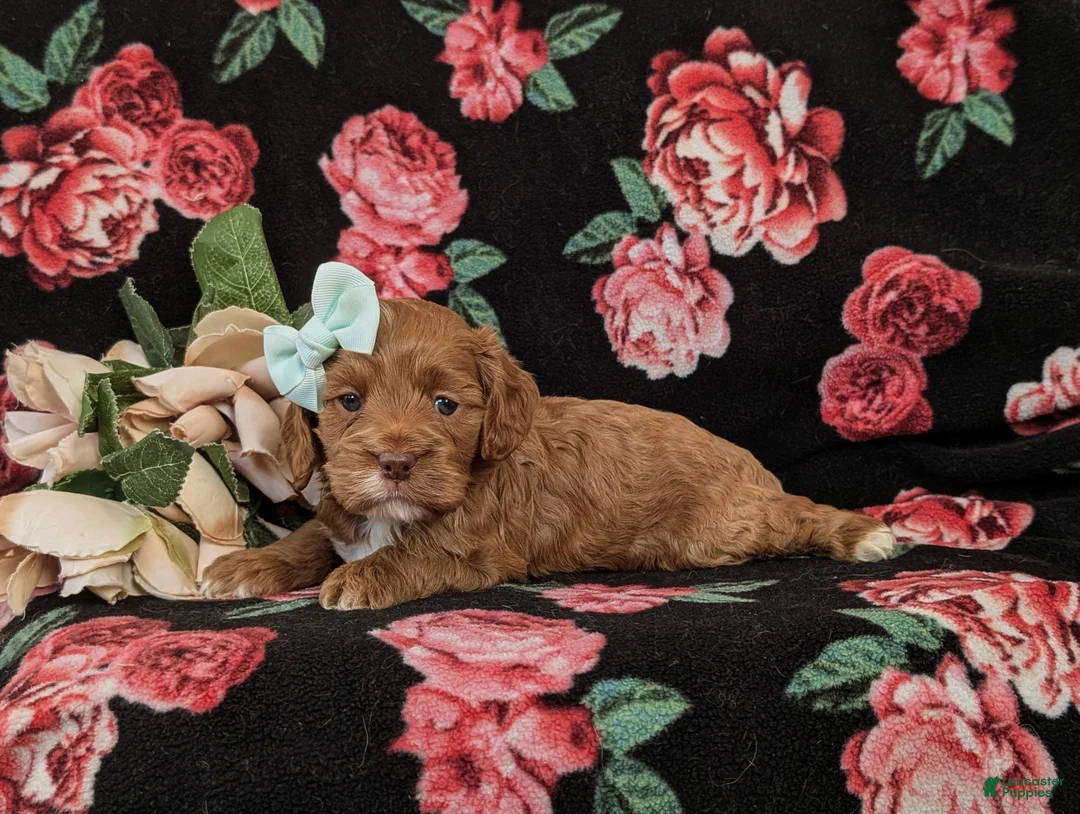 Cockapoo dogs for sale: Hailie - Ad 4