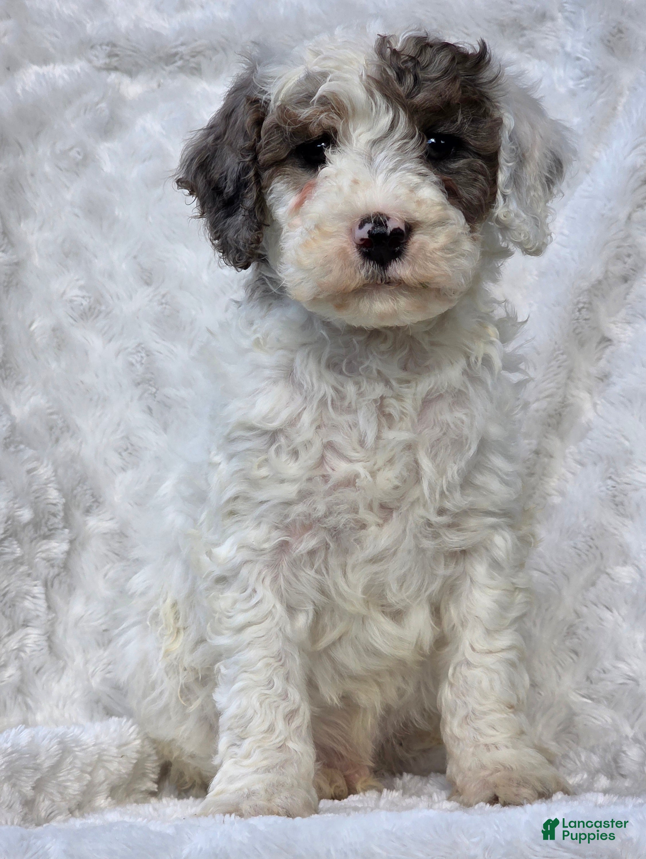 Mini Goldendoodle dogs Benji  - Ad 2