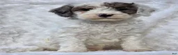 Mini Goldendoodle dogs for sale: Benji  - Ad 2