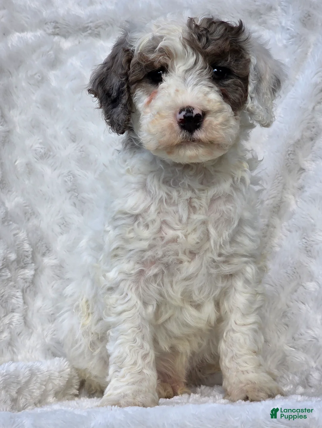 Mini Goldendoodle dogs for sale: Benji  - Ad 2