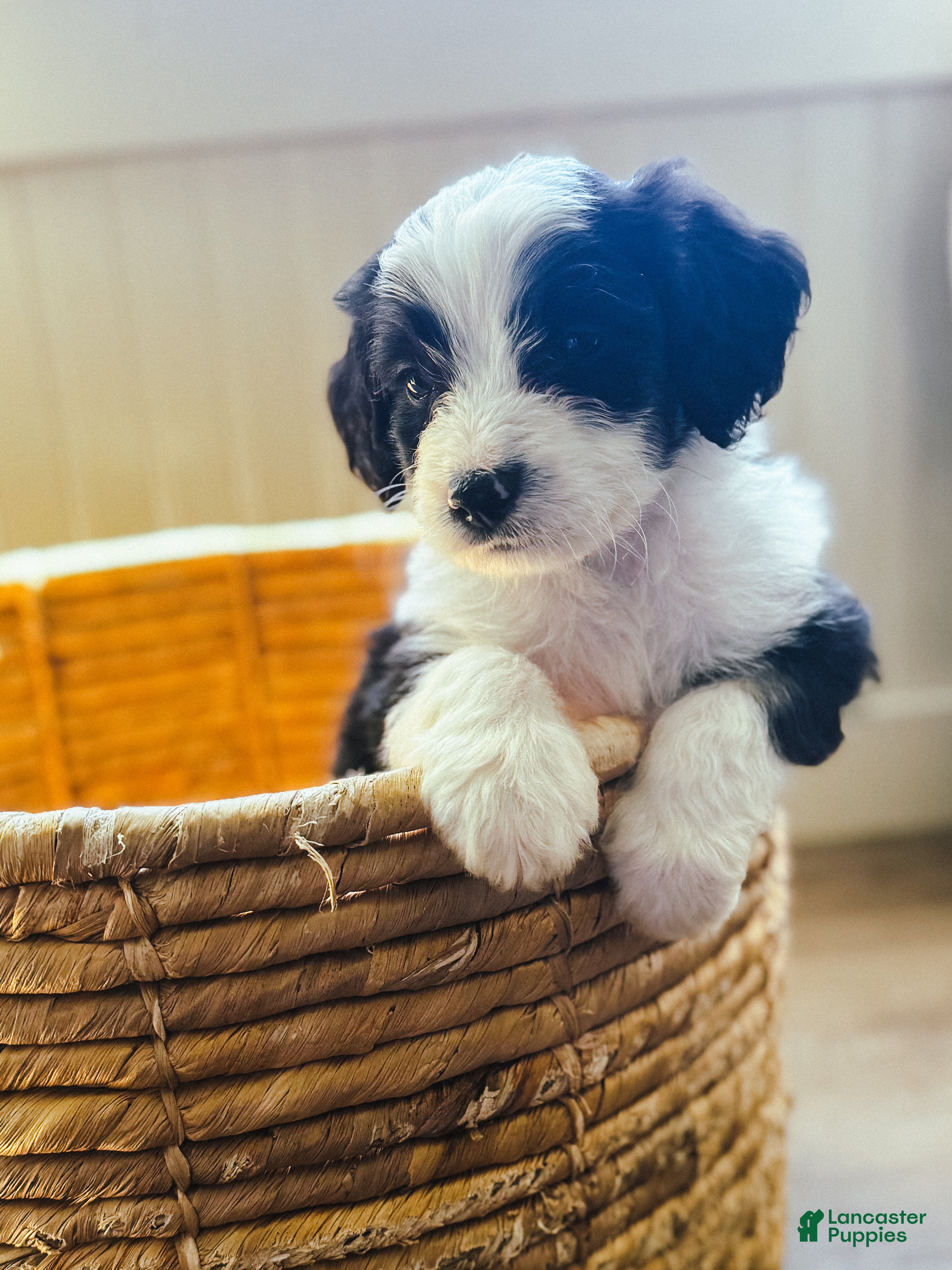 Mini Bernedoodle dogs for sale: Ranger - Ad 37
