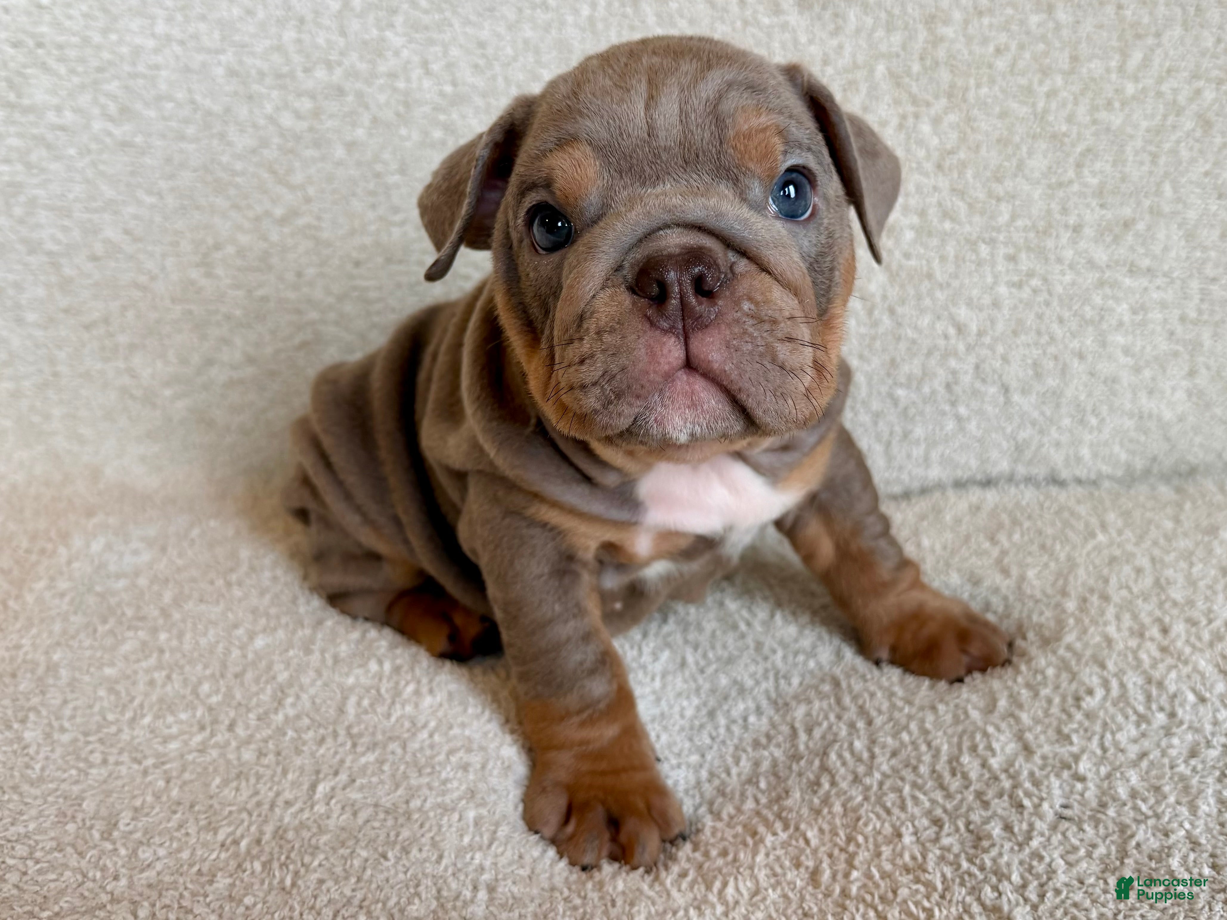 English Bulldog dogs Lila - Ad 1