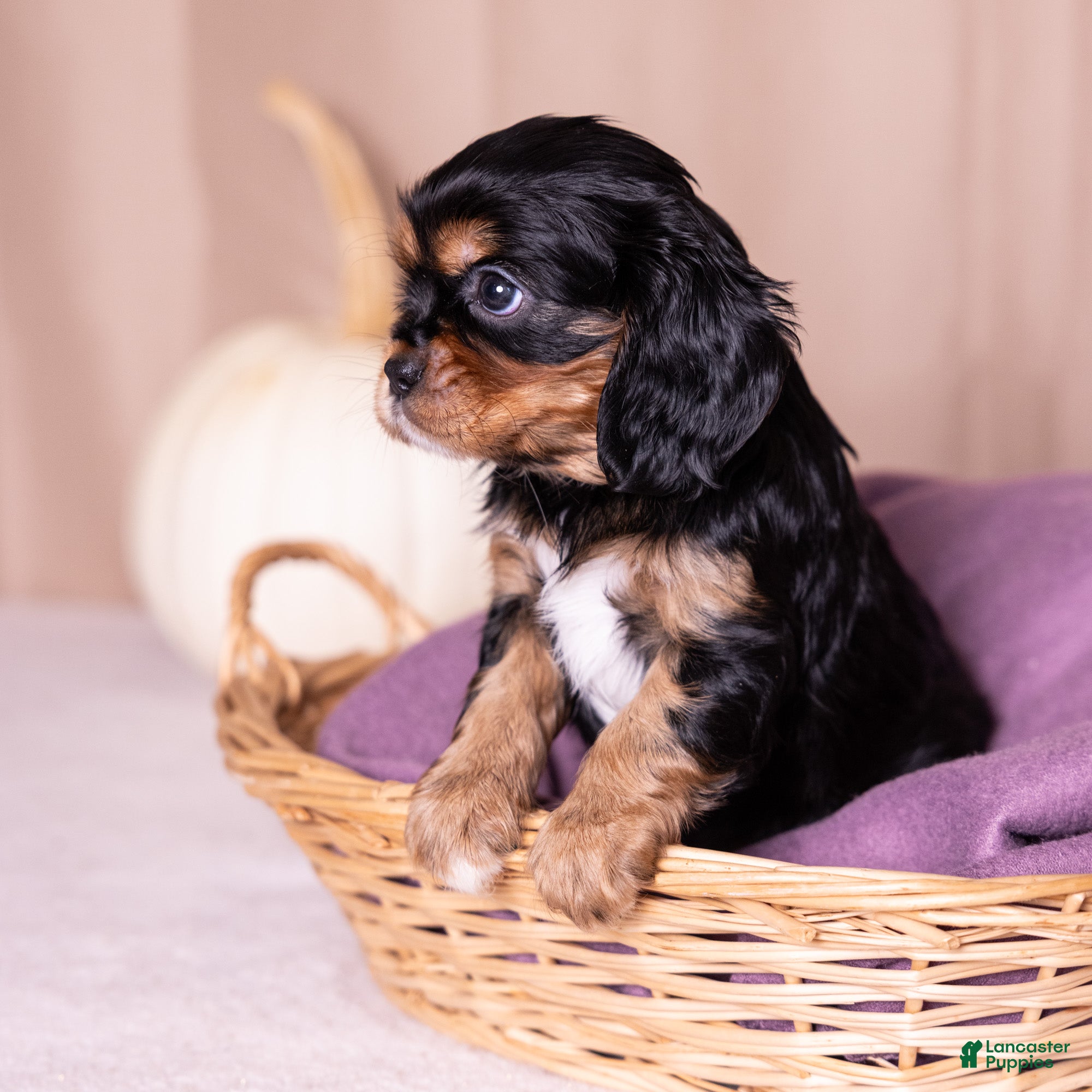 Cavalier King Charles Spaniel dogs Selah - Ad 2