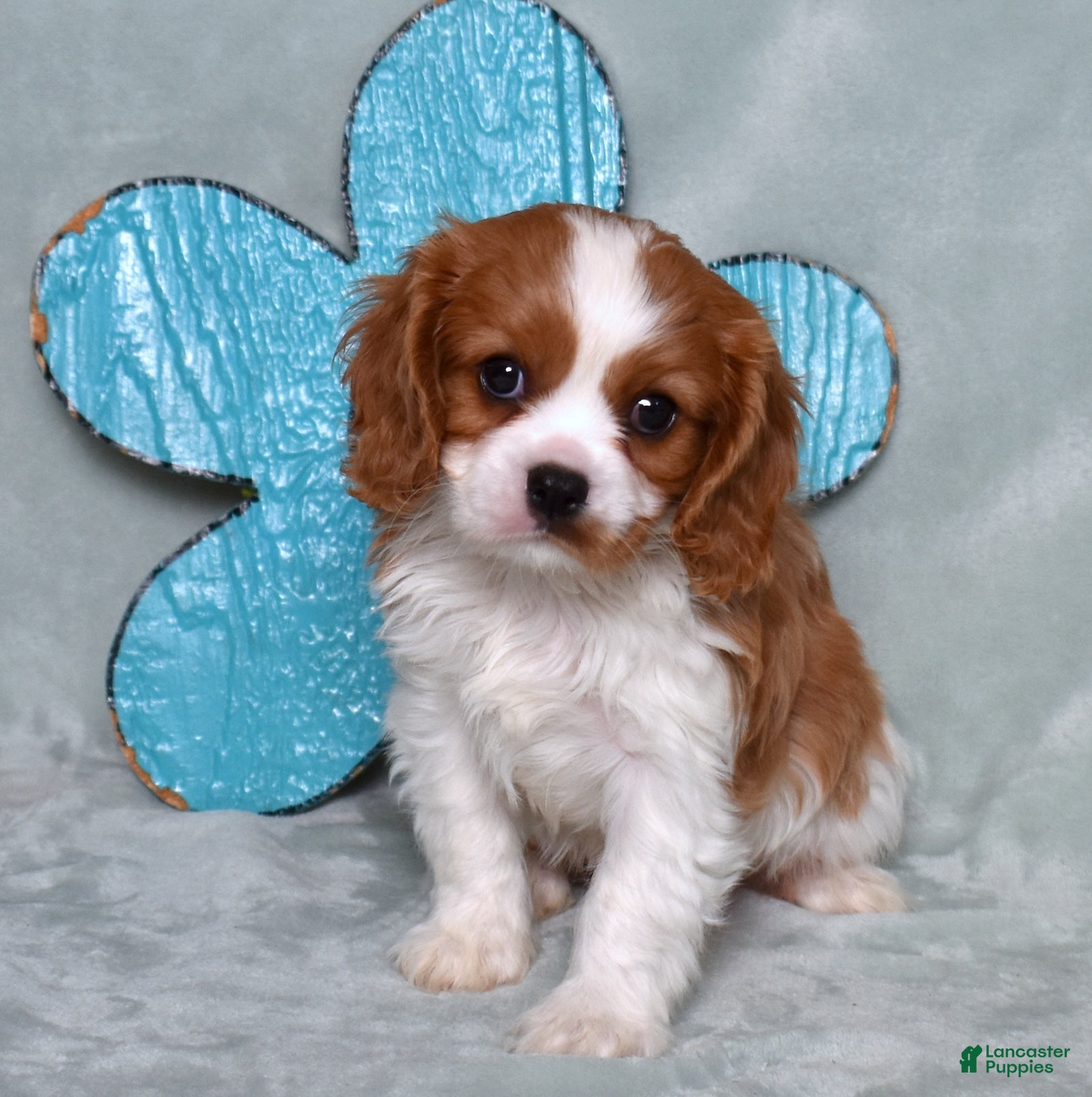 Cavalier King Charles Spaniel dogs Winston - Ad 1