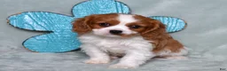 Cavalier King Charles Spaniel dogs for sale: Winston - Ad 10
