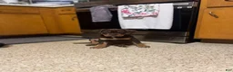 American Bully dogs for sale: American Bully 1 - Ad 3