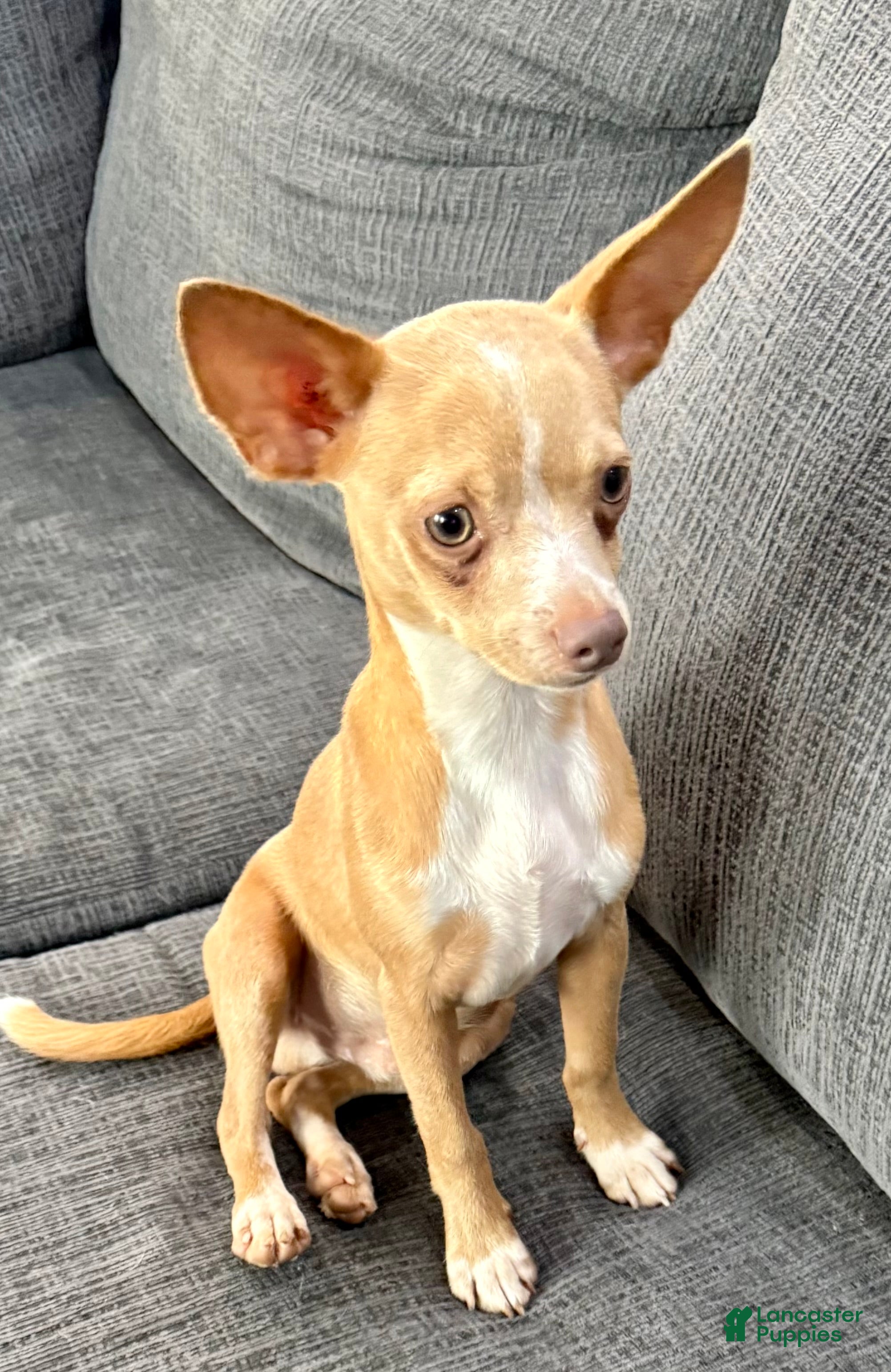 Chihuahua dogs Goldie - Ad 2